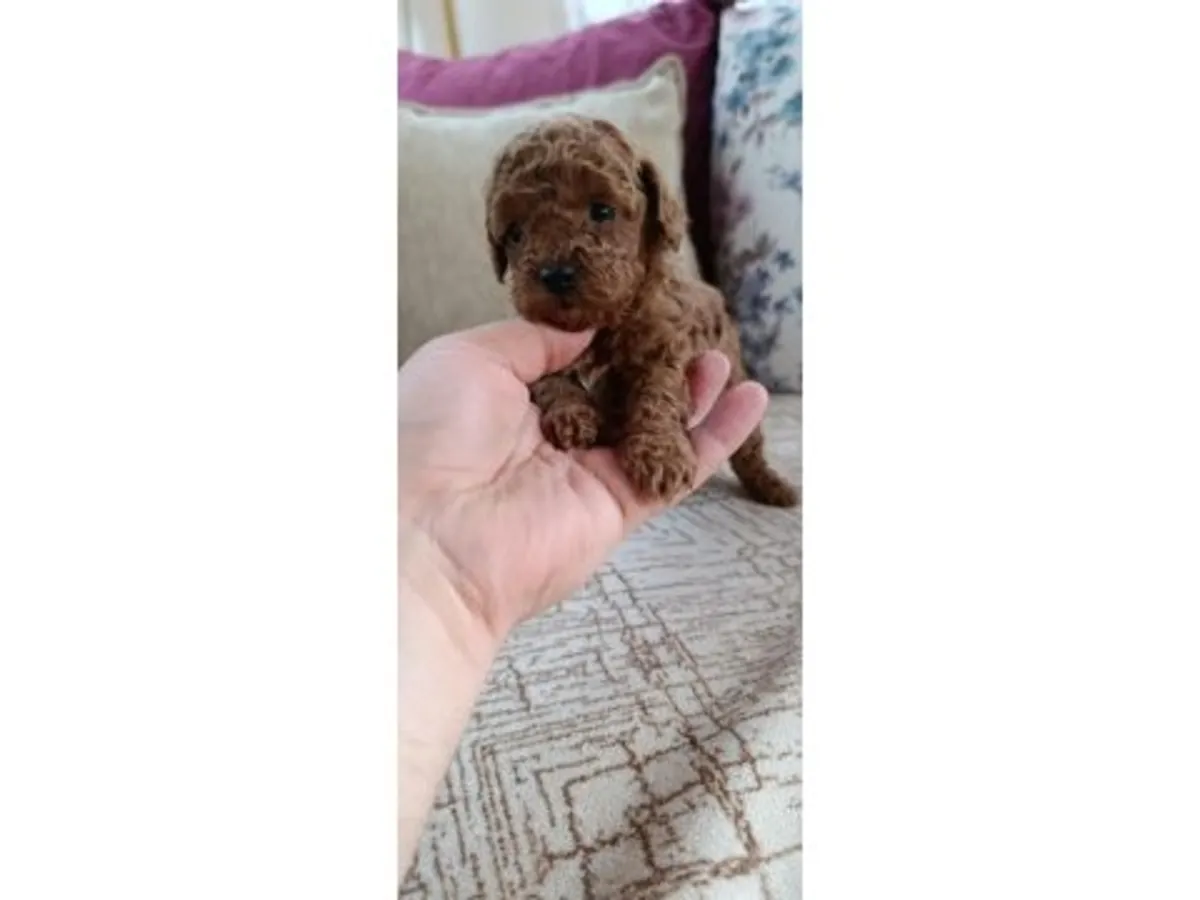 Zeki ve kolay uyum sağlayan Toy Poodle erkek