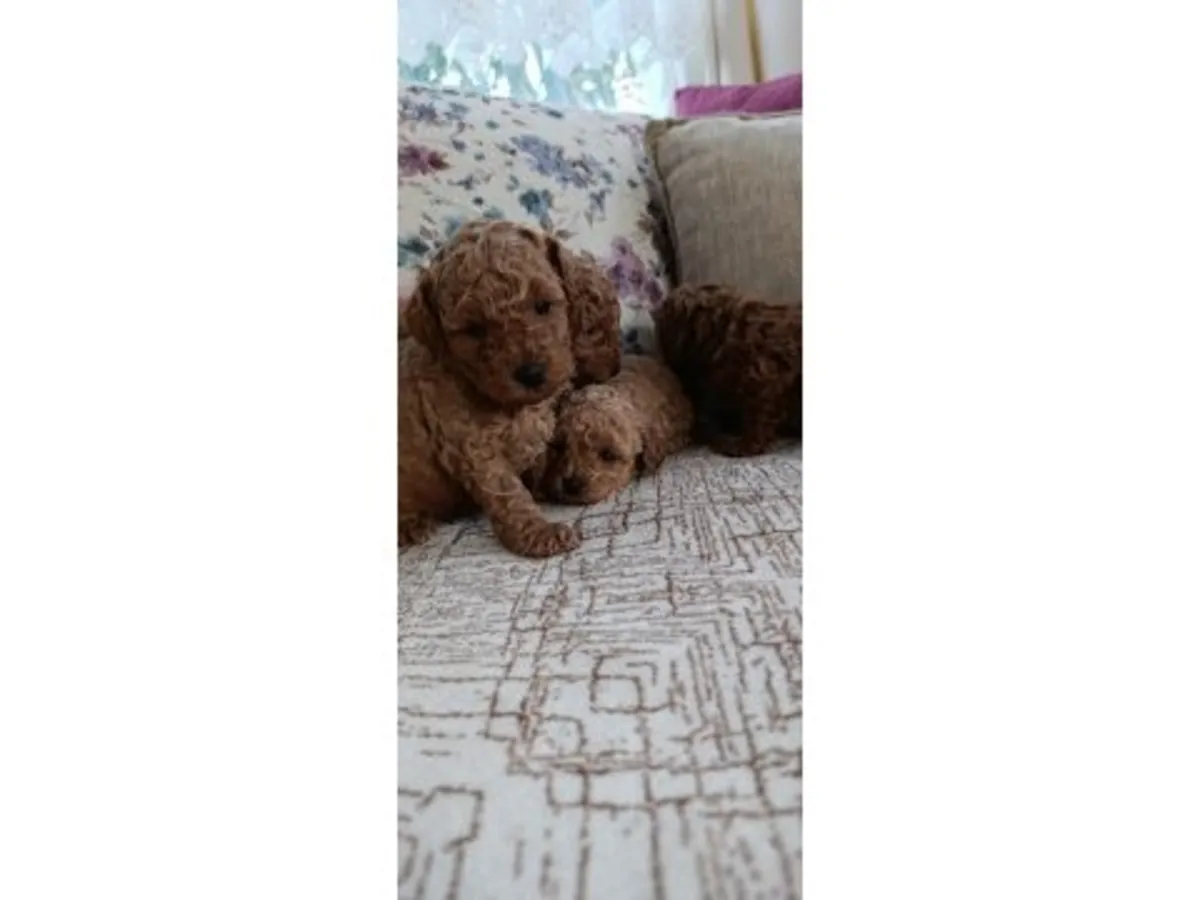 Zeki ve kolay uyum sağlayan Toy Poodle erkek