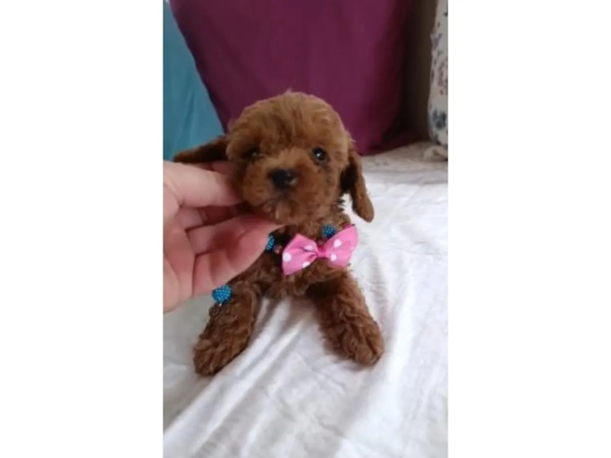 Zeki ve kolay uyum sağlayan Toy Poodle erkek