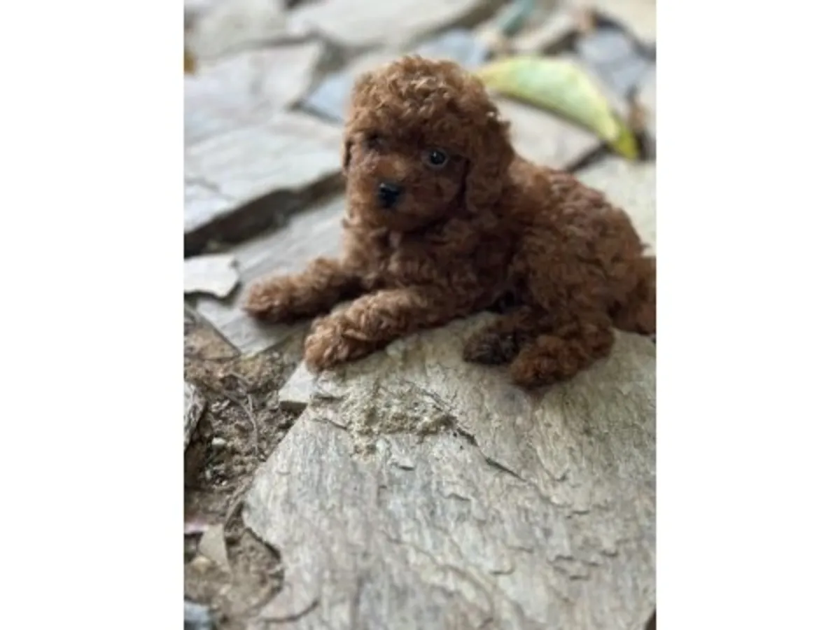 Yumuşak karakterli dişi Toy Poodle