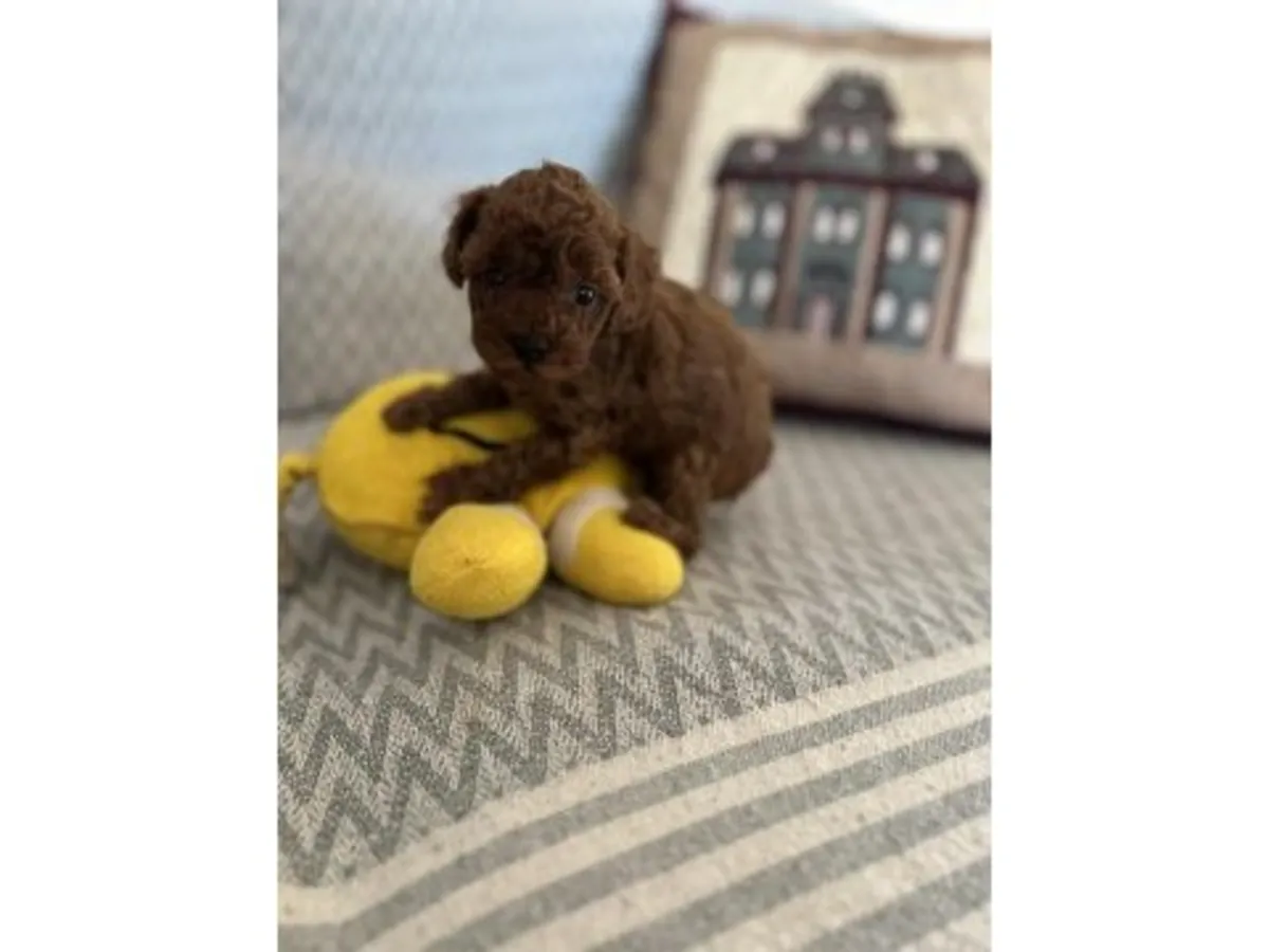 Yumuşak karakterli dişi Toy Poodle