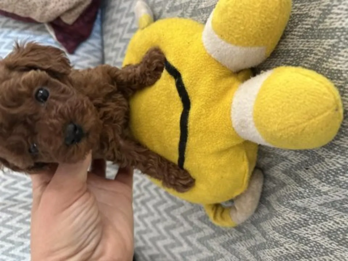 Yumuşak karakterli dişi Toy Poodle