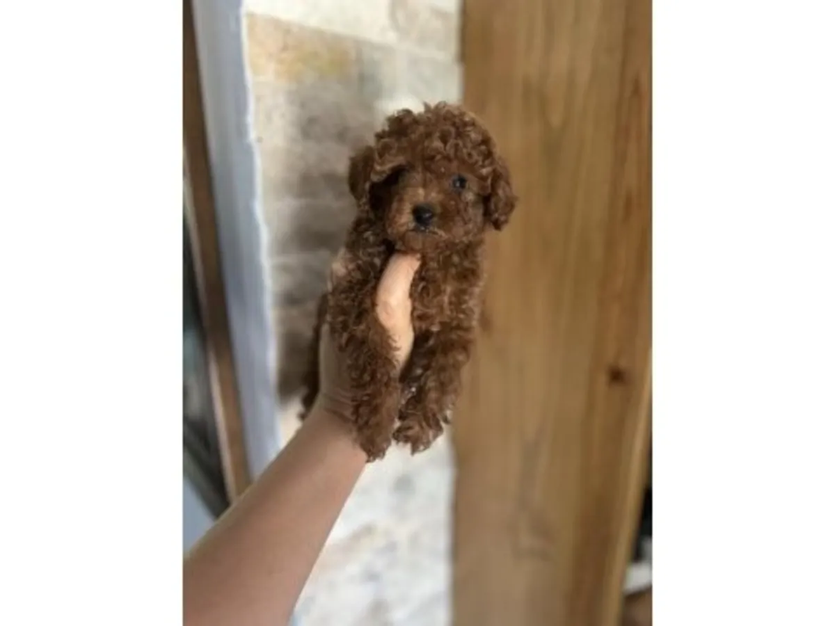 Yumuşak karakterli dişi Toy Poodle