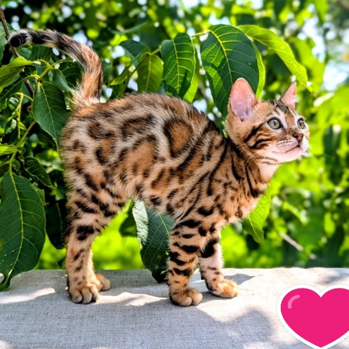 Роскошный бенгальский кот Зевс с мягким характером