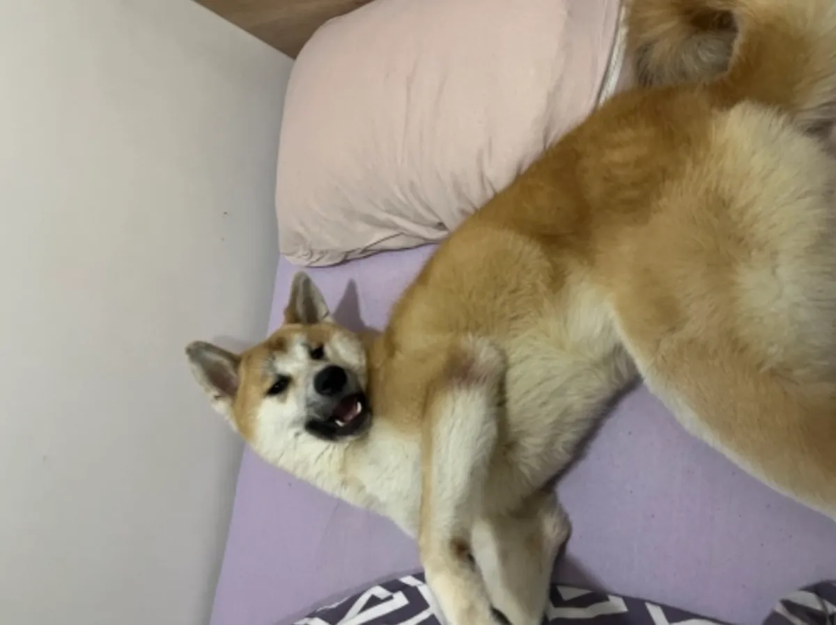 Мой умный друг Сумо, СРОЧНО!