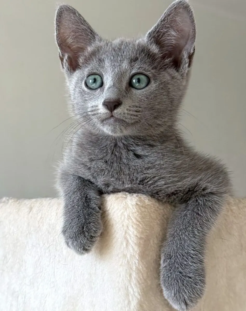русская голубая кошка