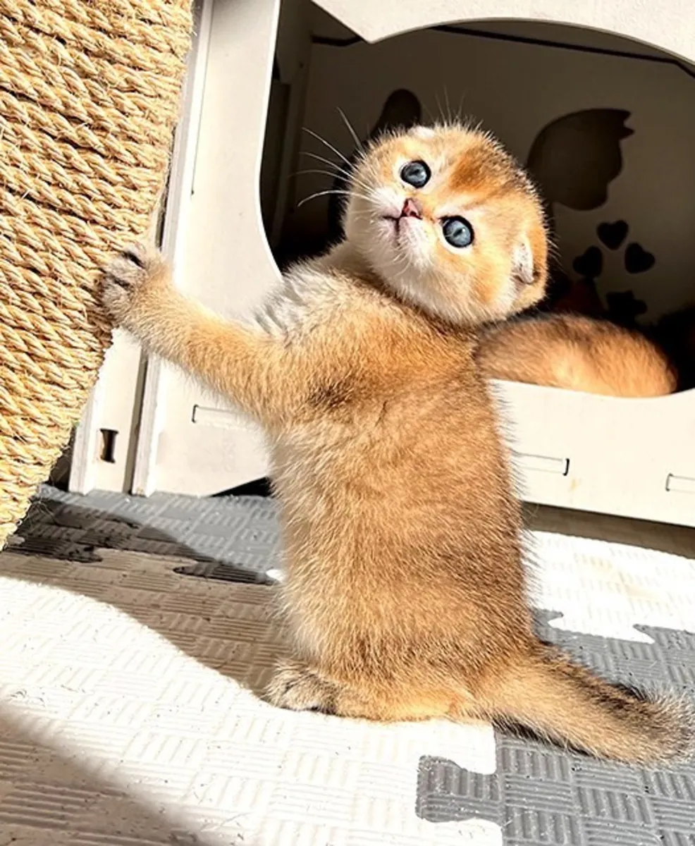 迷人的苏格兰折耳小猫伊莎贝拉