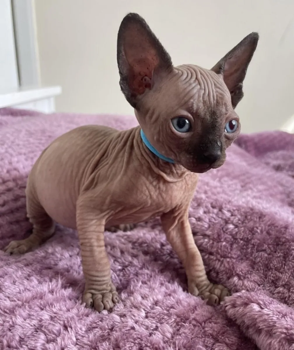 美丽的斯芬克斯猫宝宝