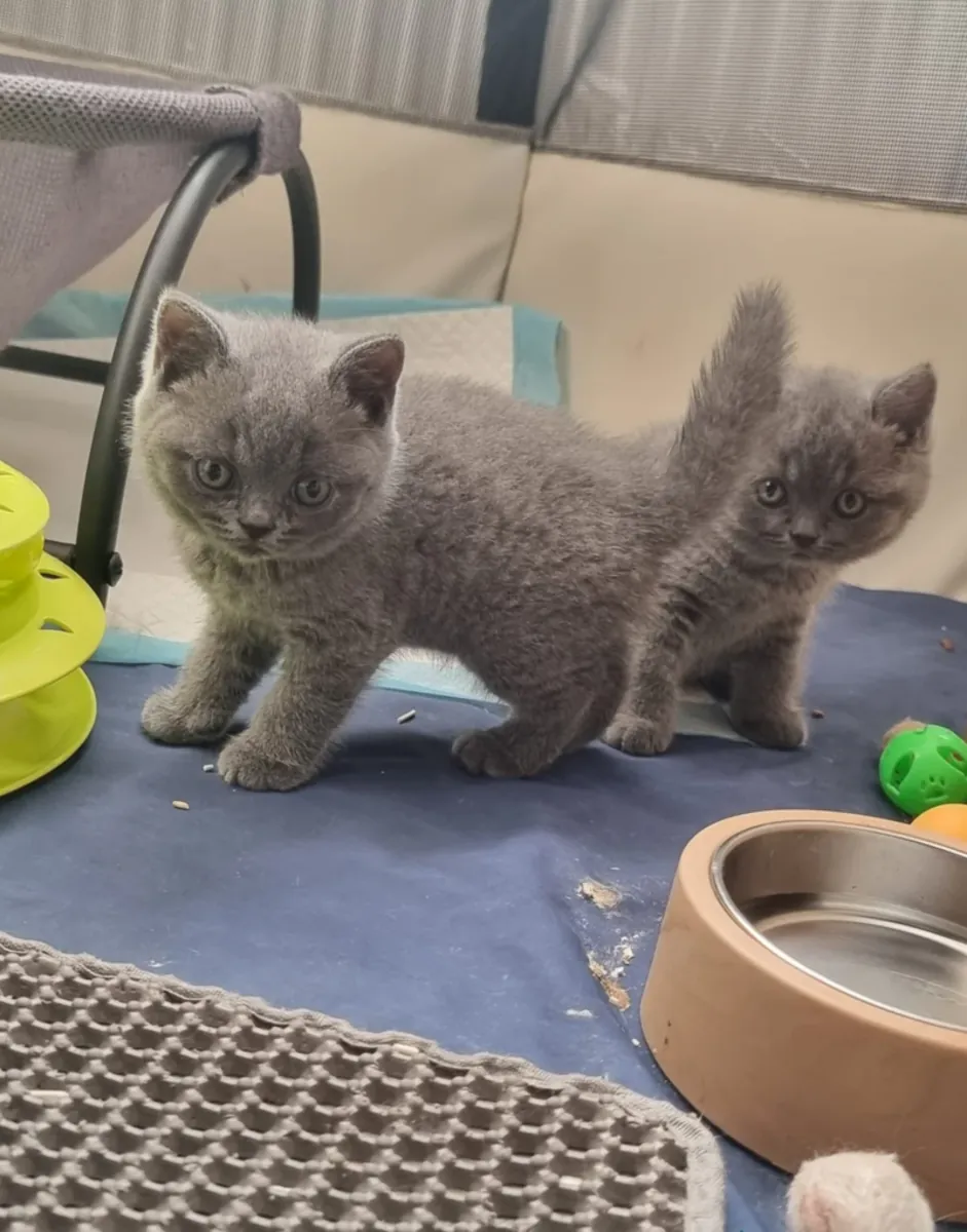 Chatons British Shorthair bleus de race pure