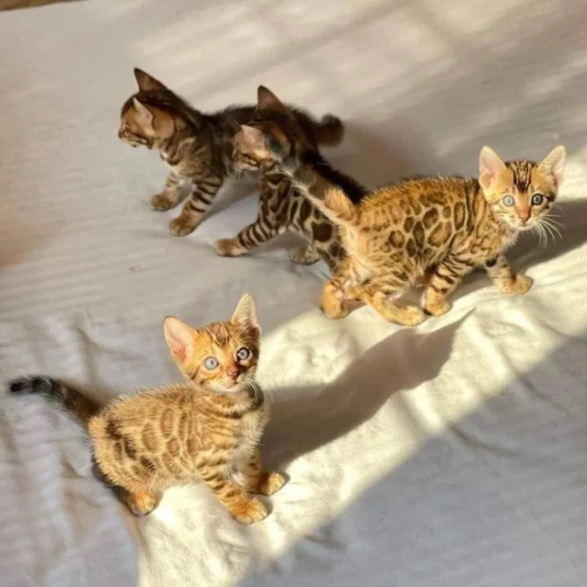 Chatons du Bengale examinés par un vétérinaire