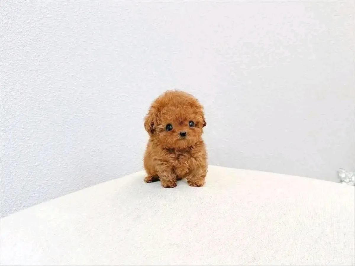 🐾 ¡Adorable cachorro Poodle disponible para adopción! 🐾