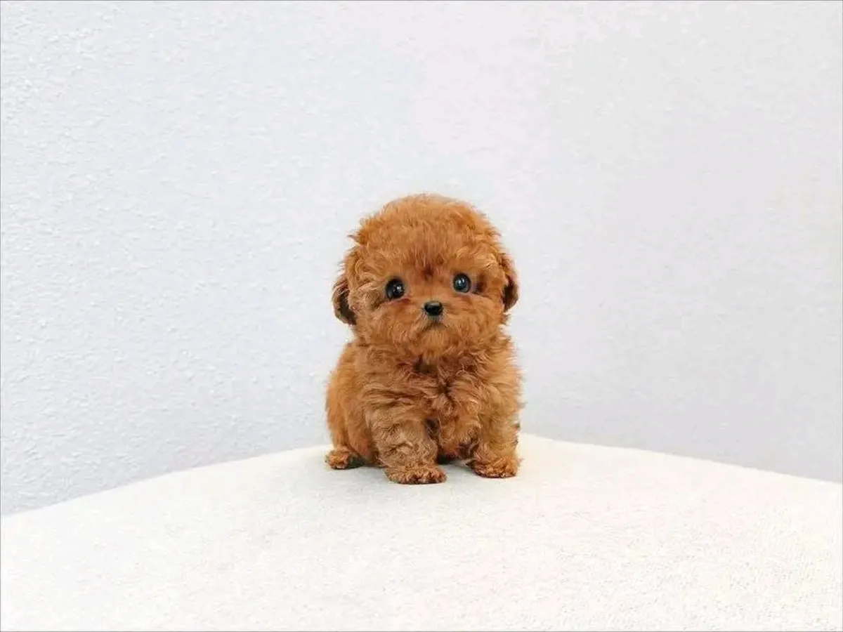 🐾 ¡Adorable cachorro Poodle disponible para adopción! 🐾