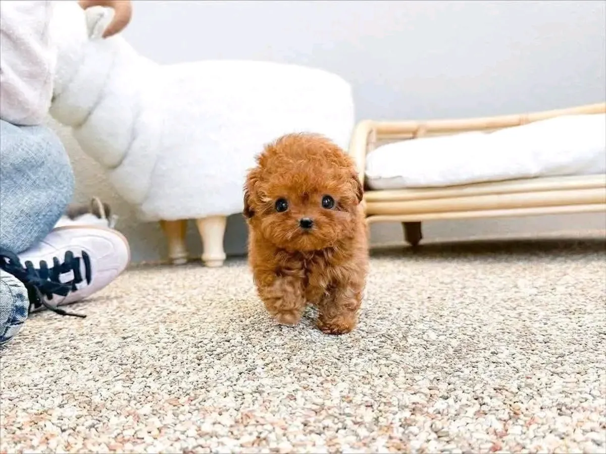 🐾 ¡Adorable cachorro Poodle disponible para adopción! 🐾
