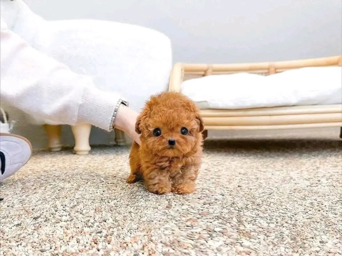 🐾 ¡Adorable cachorro Poodle disponible para adopción! 🐾