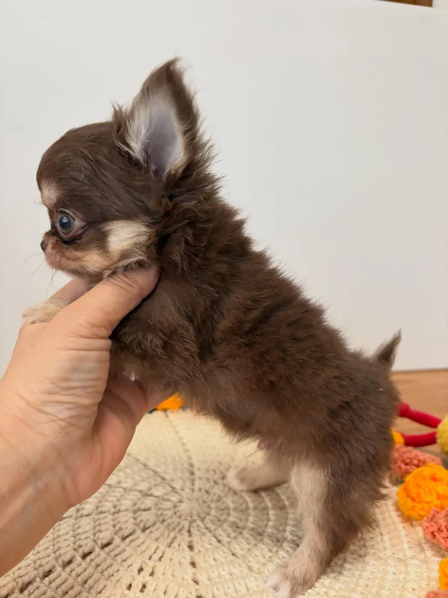 🐾 Chihuahua Puppy Available for Adoption 🐾