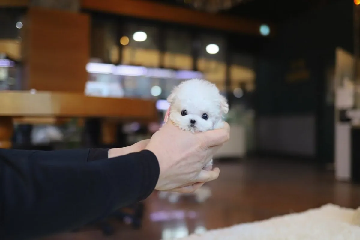 🐾 Chiot Maltais Disponible à l'Adoption – €250 🐾