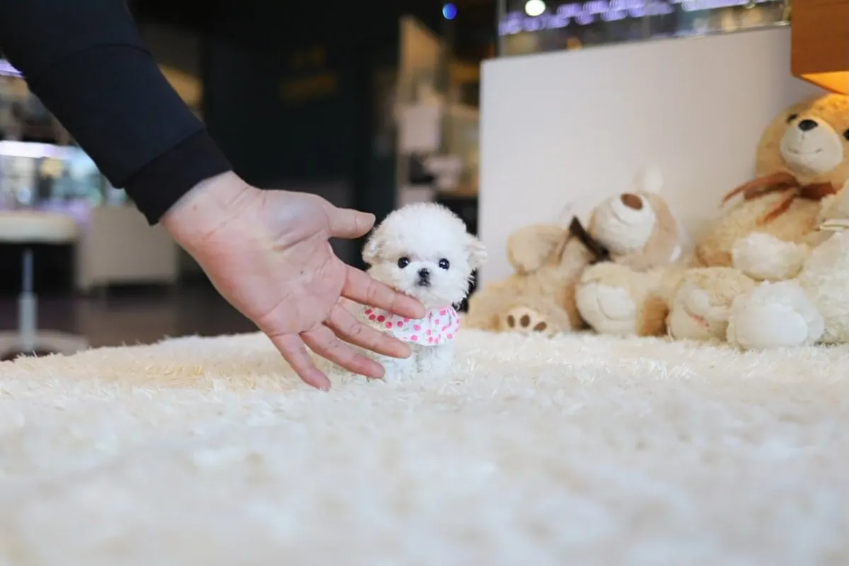 🐾 Chiot Maltais Disponible à l'Adoption – €250 🐾