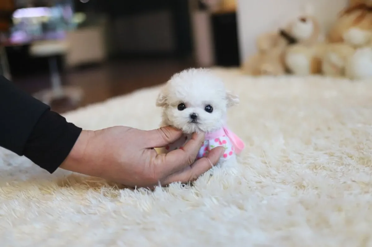 🐾 Chiot Maltais Disponible à l'Adoption – €250 🐾