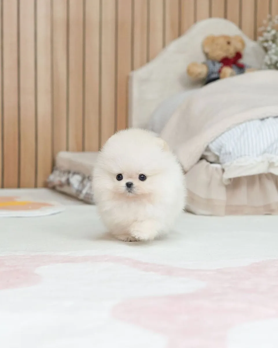 🐾 博美犬幼犬可供领养 🐾