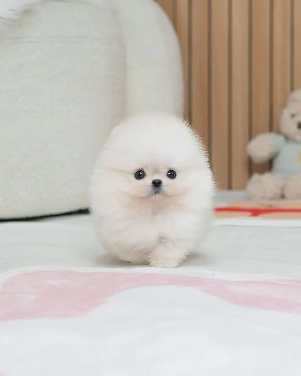 🐾 博美犬幼犬可供领养 🐾