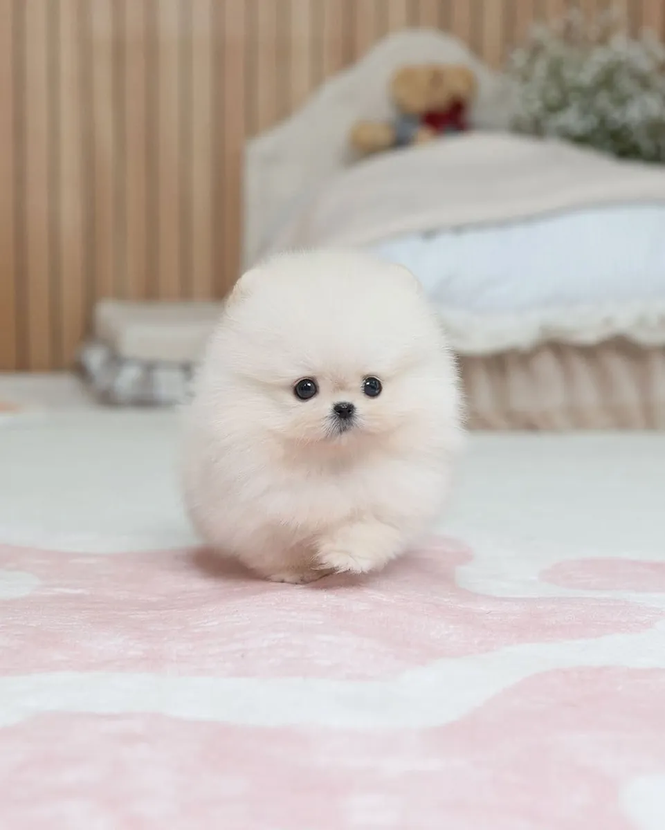 🐾 博美犬幼犬可供领养 🐾