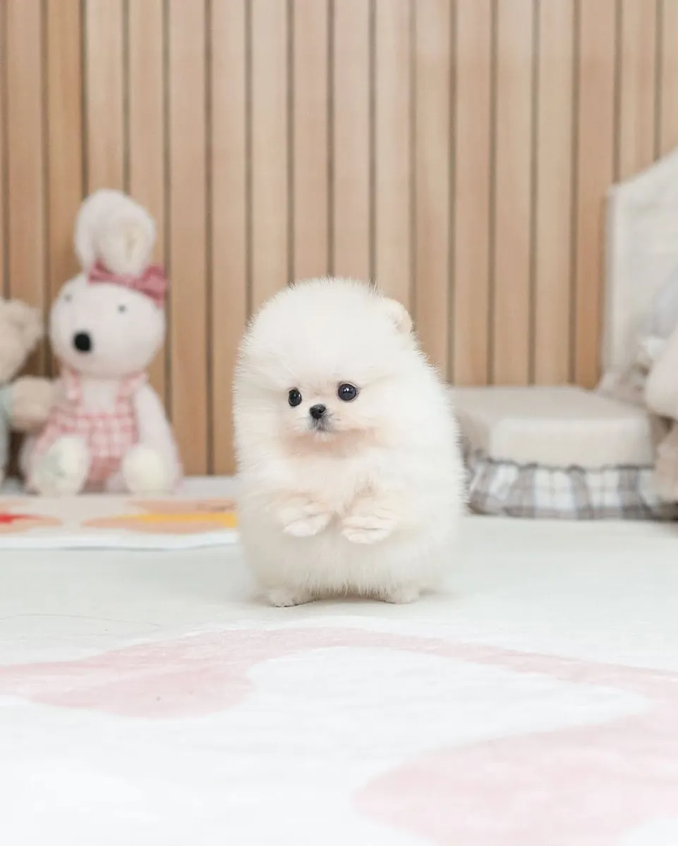 🐾 博美犬幼犬可供领养 🐾