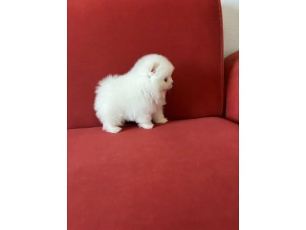 Compact Pomeranian male raised with daily human interaction