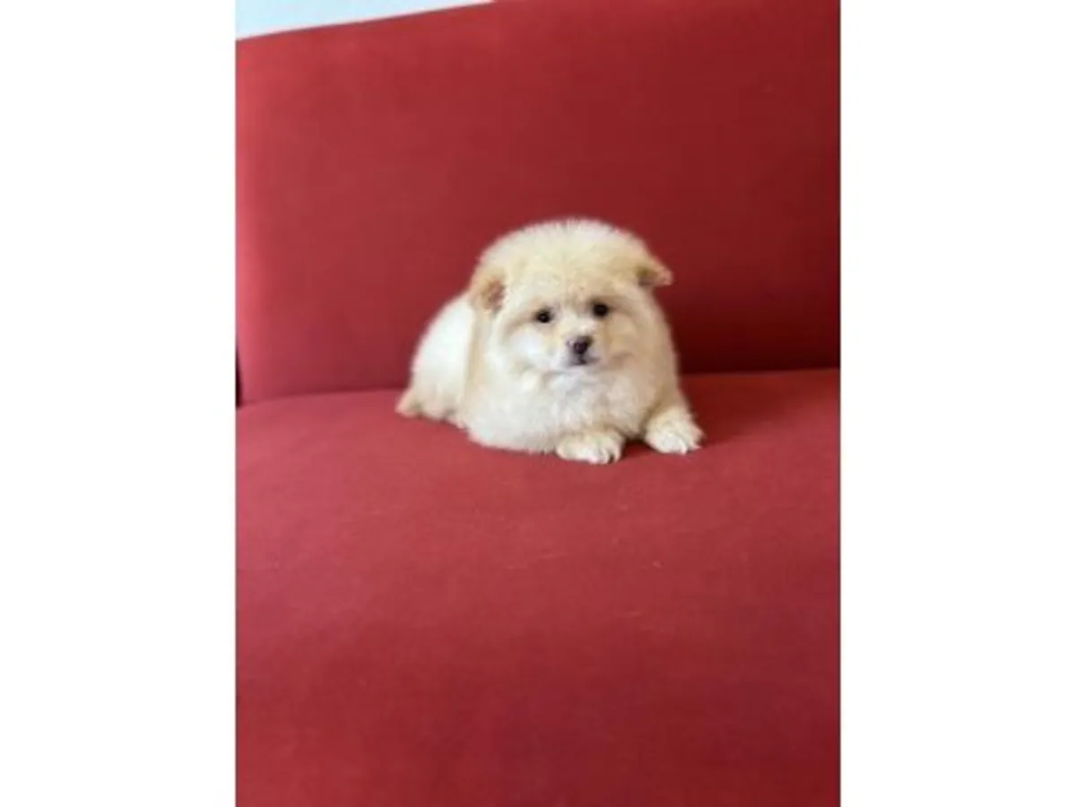 Compact Pomeranian male raised with daily human interaction