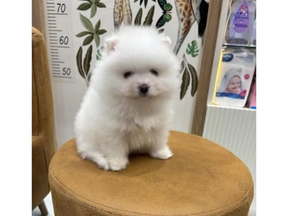 Compact Pomeranian male raised with daily human interaction