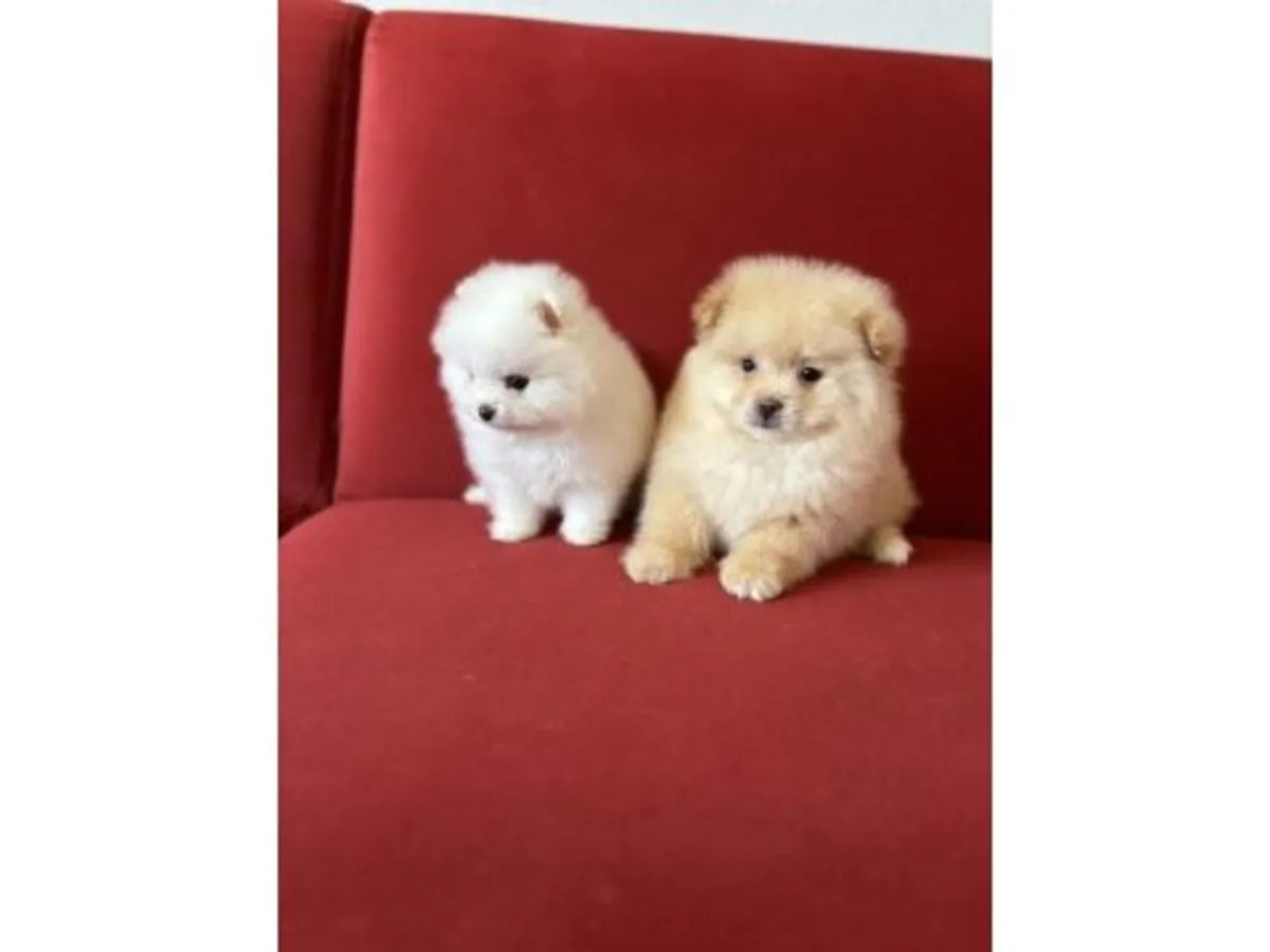 Compact Pomeranian male raised with daily human interaction