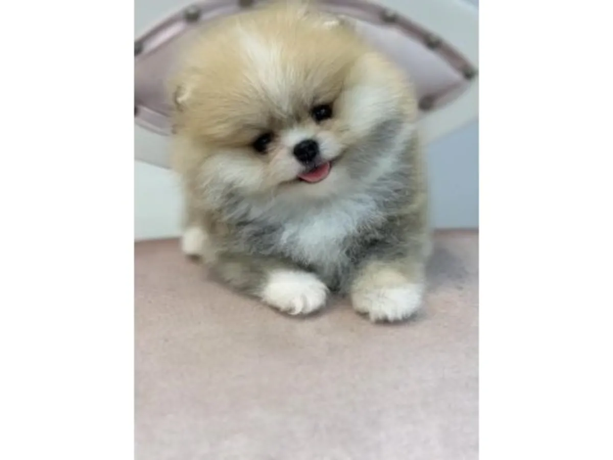 Calm and affectionate Pomeranian female