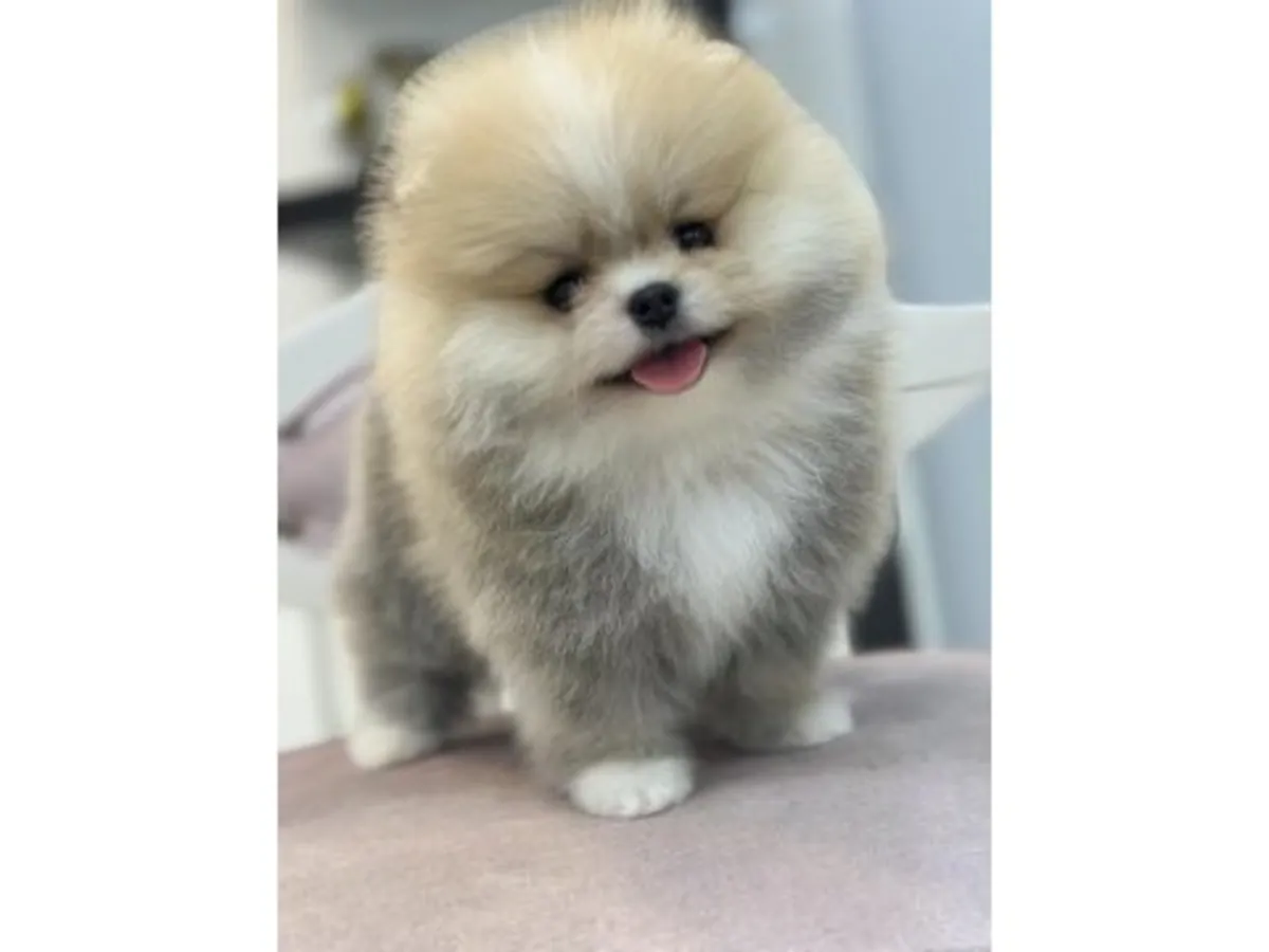 Calm and affectionate Pomeranian female