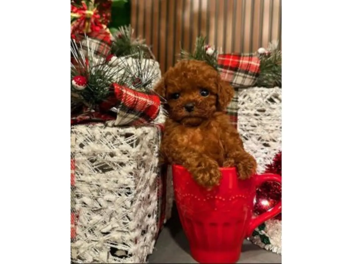 Responsive Toy Poodle male with gentle nature