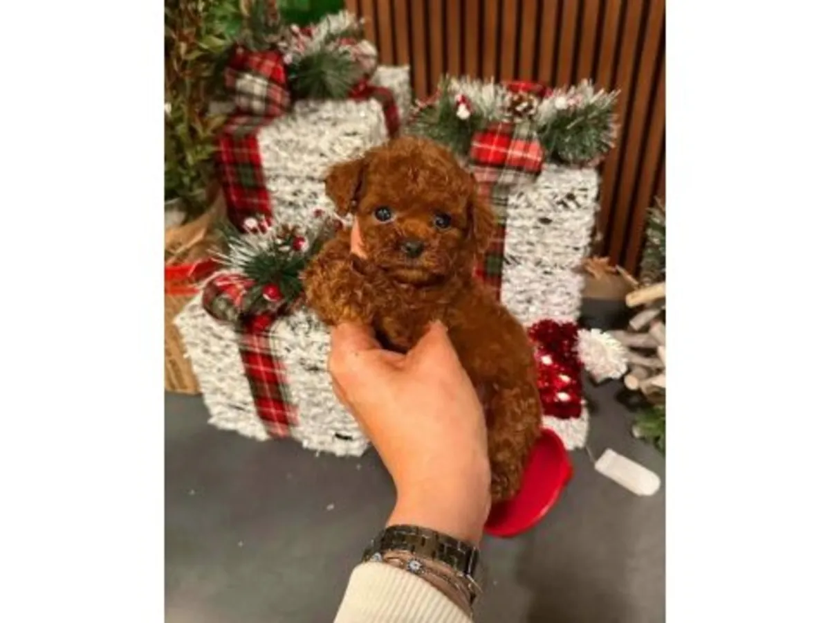 Responsive Toy Poodle male with gentle nature