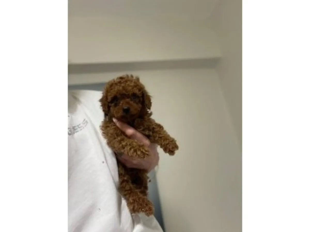 Sweet-tempered Toy Poodle female