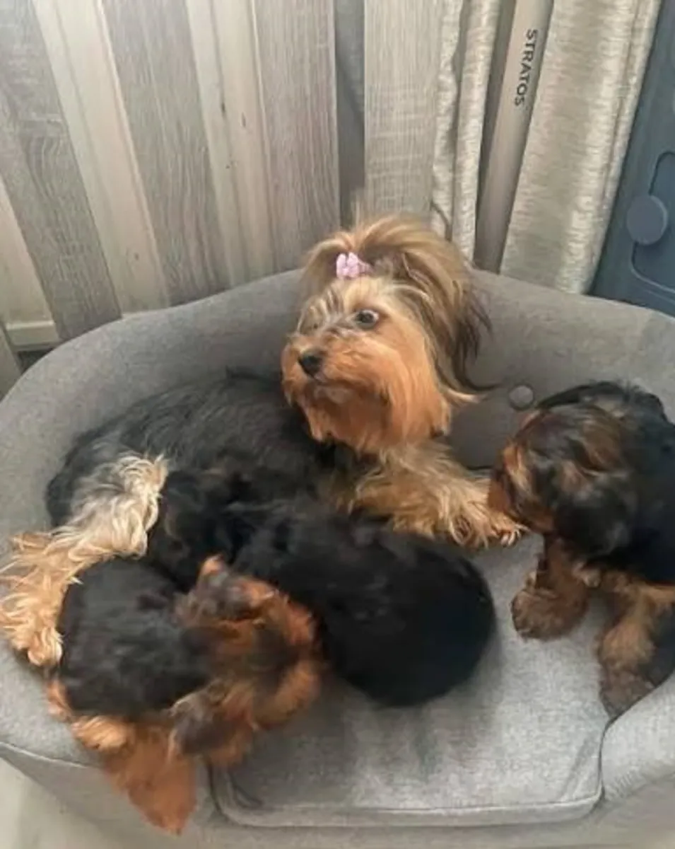 约克夏梗幼犬，公犬和母犬。