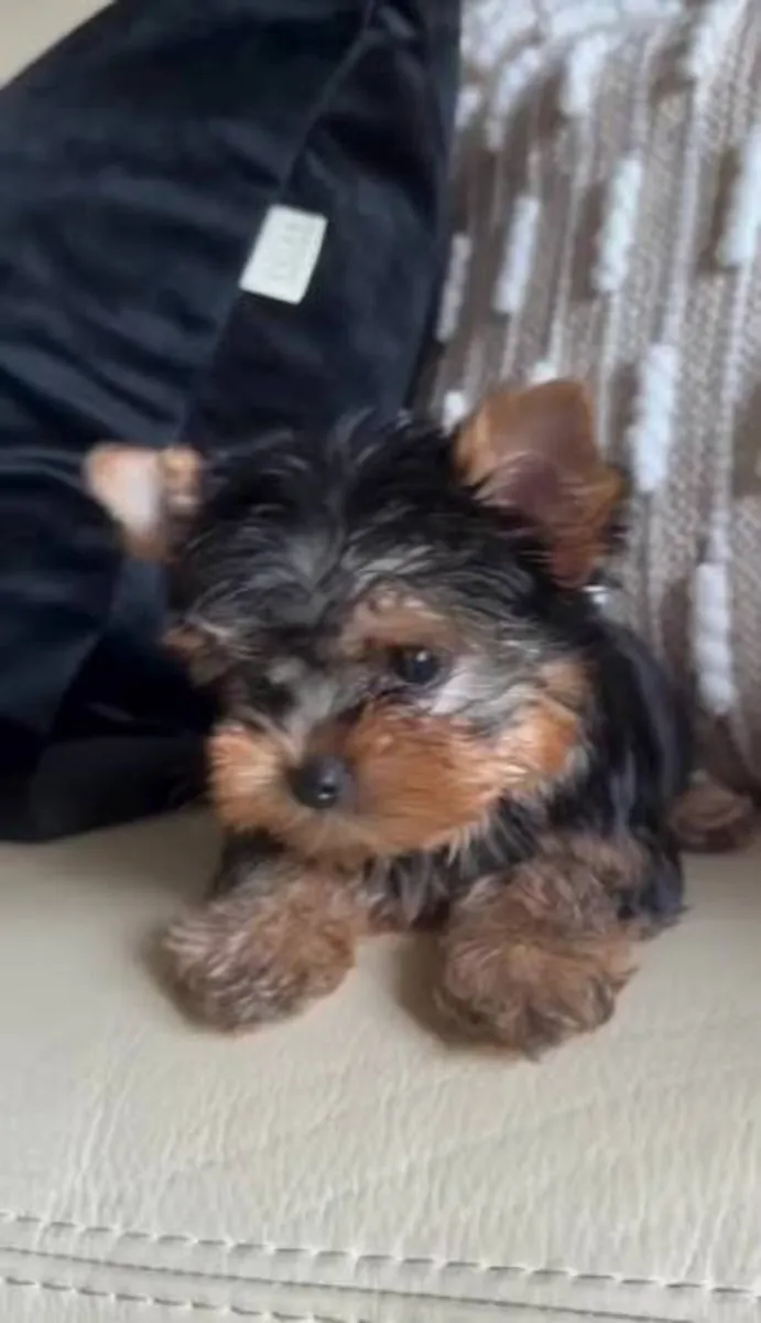 约克夏梗幼犬，公犬和母犬。