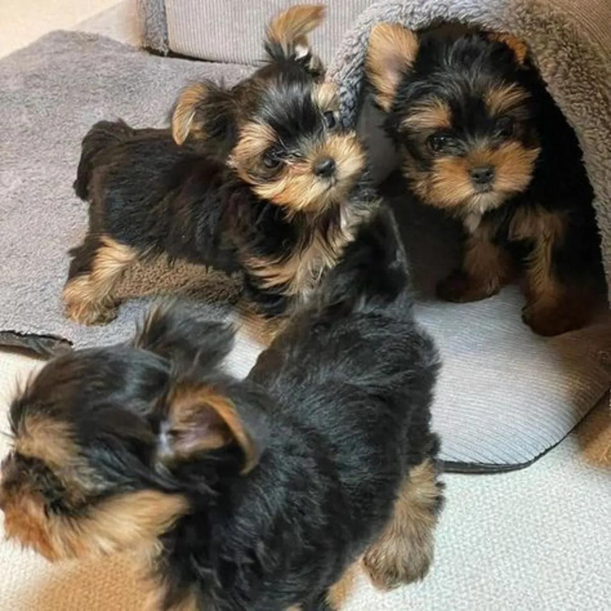 约克夏梗幼犬，公犬和母犬。
