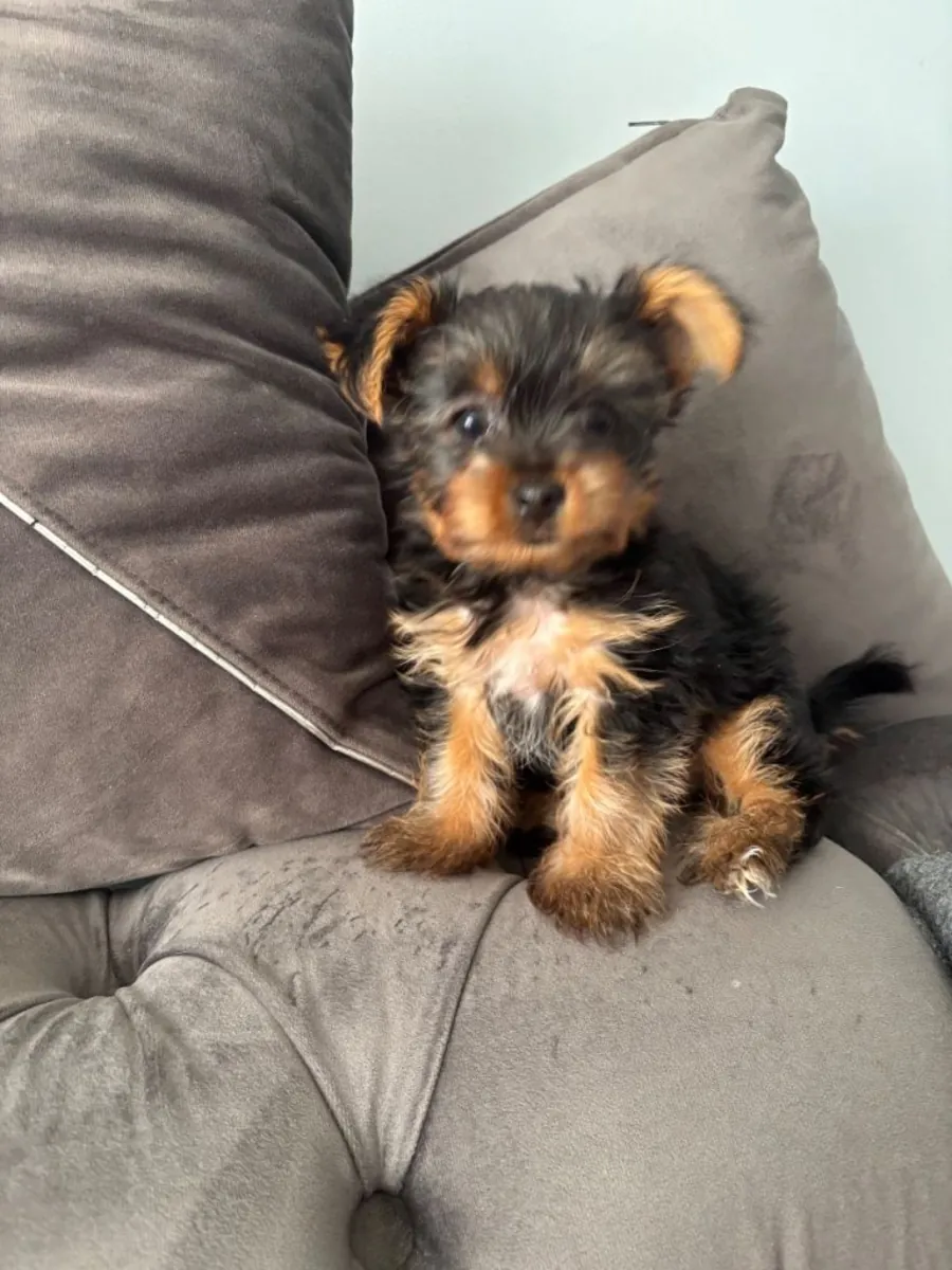 约克夏梗幼犬，公犬和母犬。