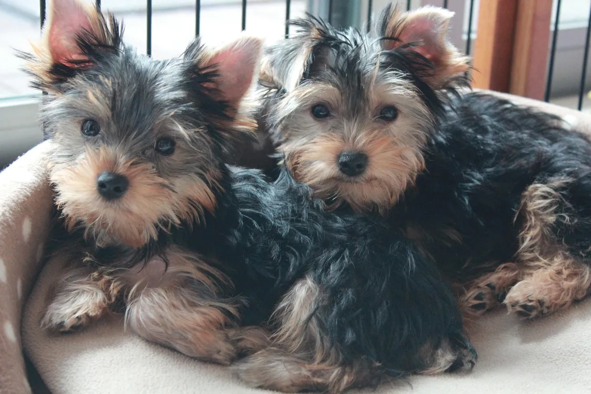 约克夏梗幼犬，公犬和母犬。