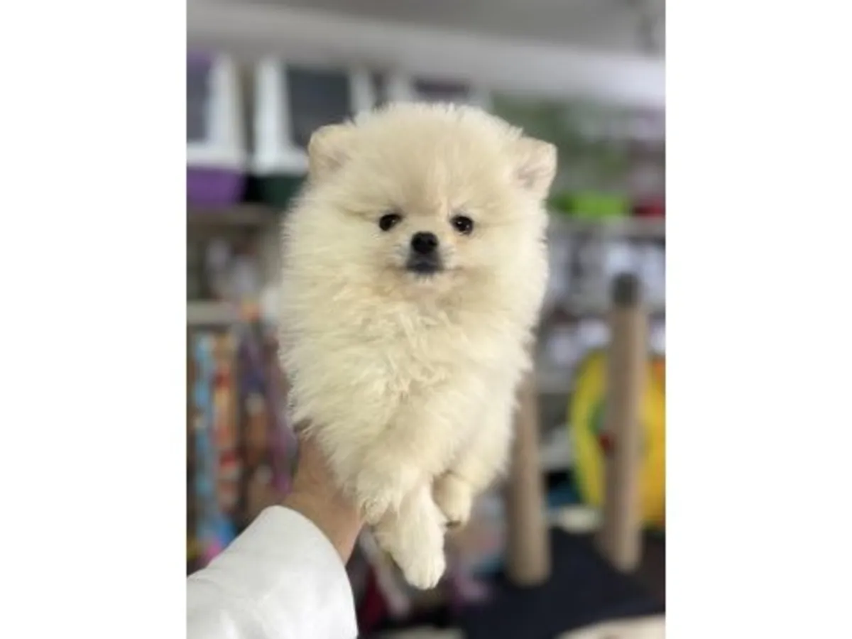 Hembra Pomeranian criada en ambiente familiar