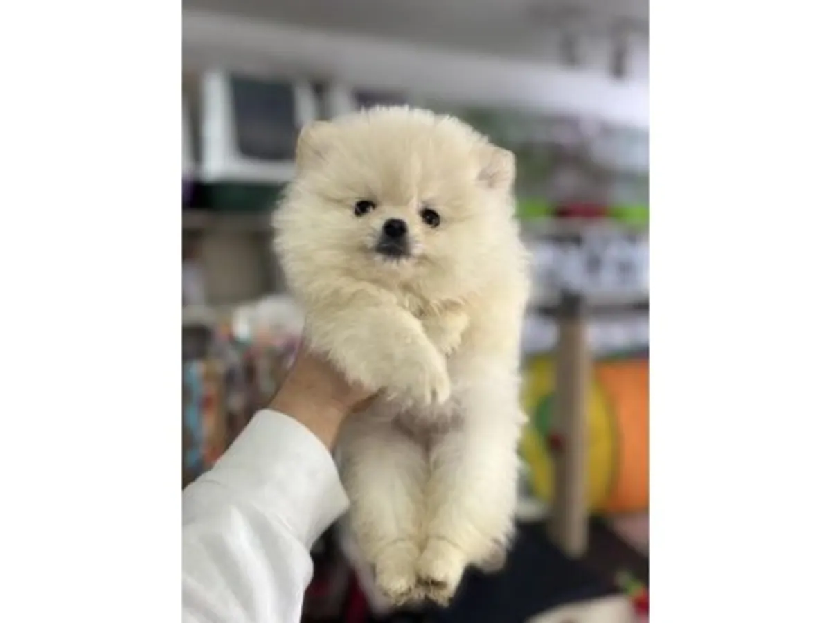 Hembra Pomeranian criada en ambiente familiar