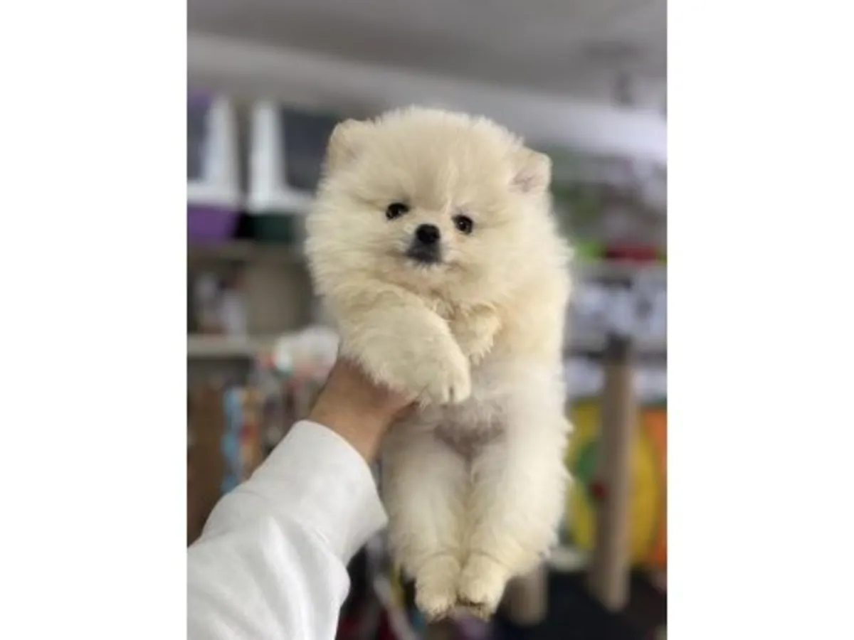 Hembra Pomeranian criada en ambiente familiar