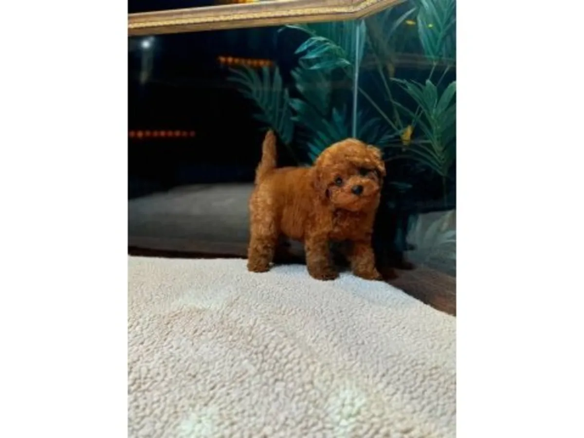 Toy Poodle macho atento y adaptable