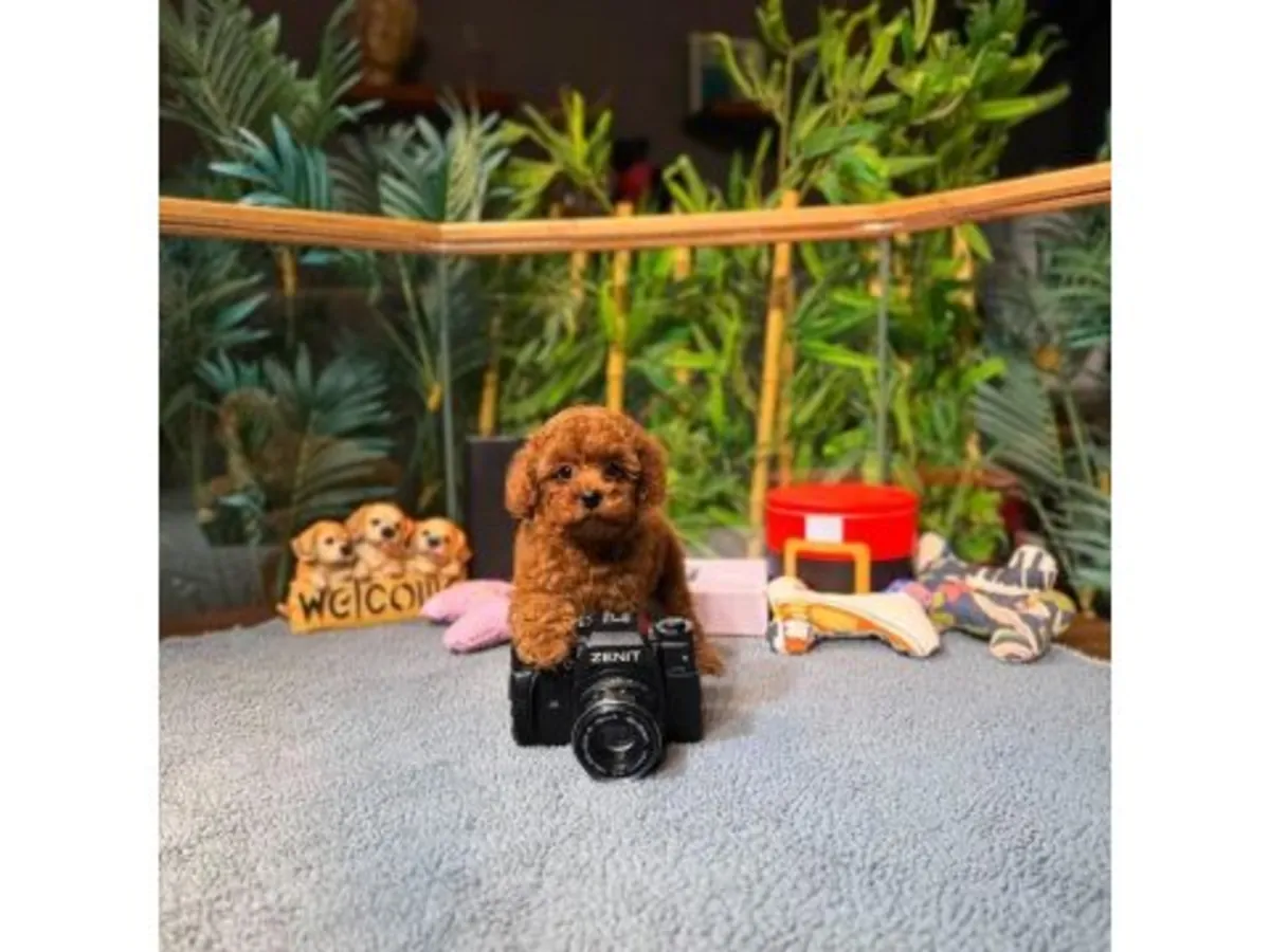 Toy Poodle macho atento y adaptable