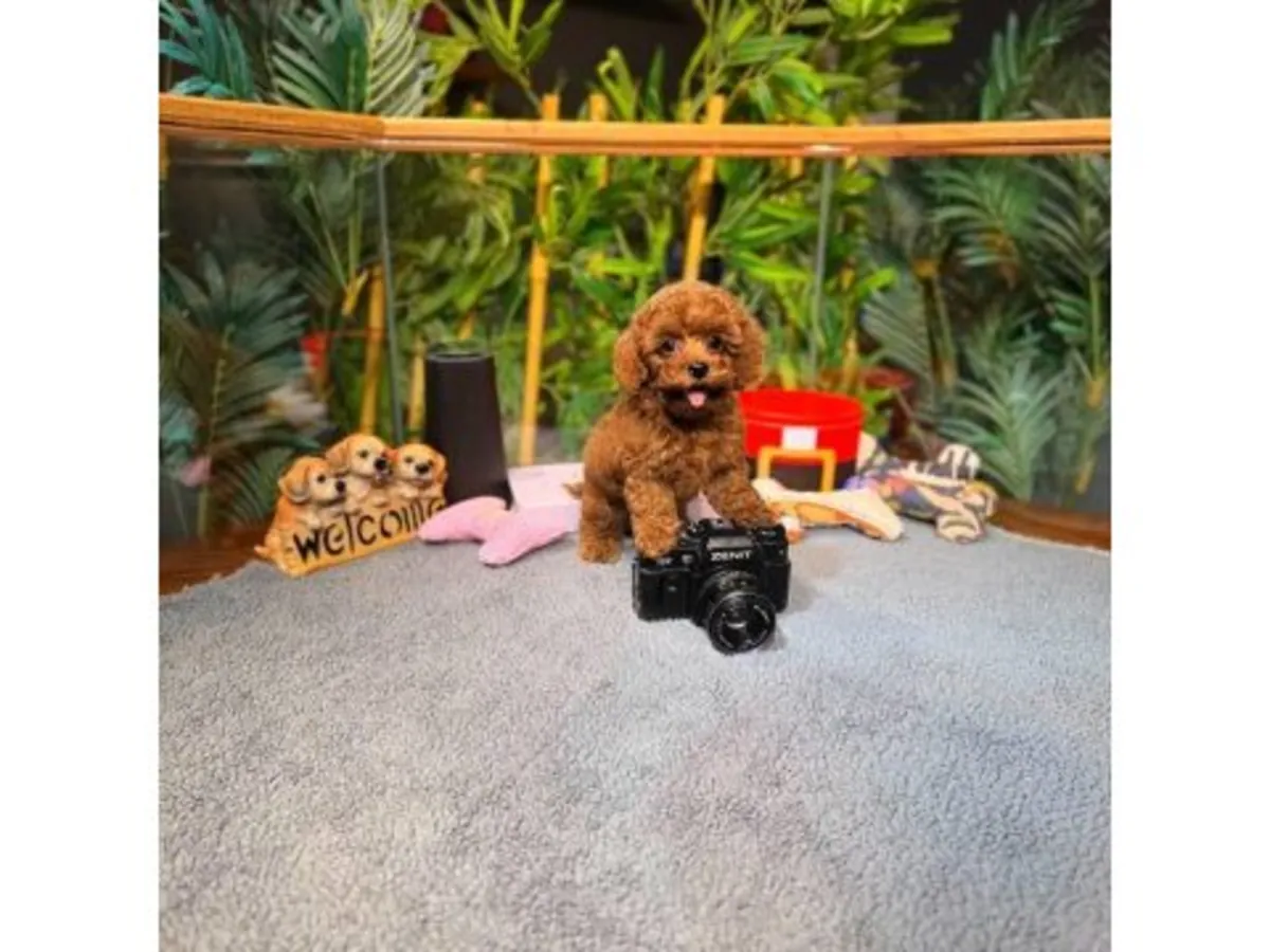 Toy Poodle macho atento y adaptable