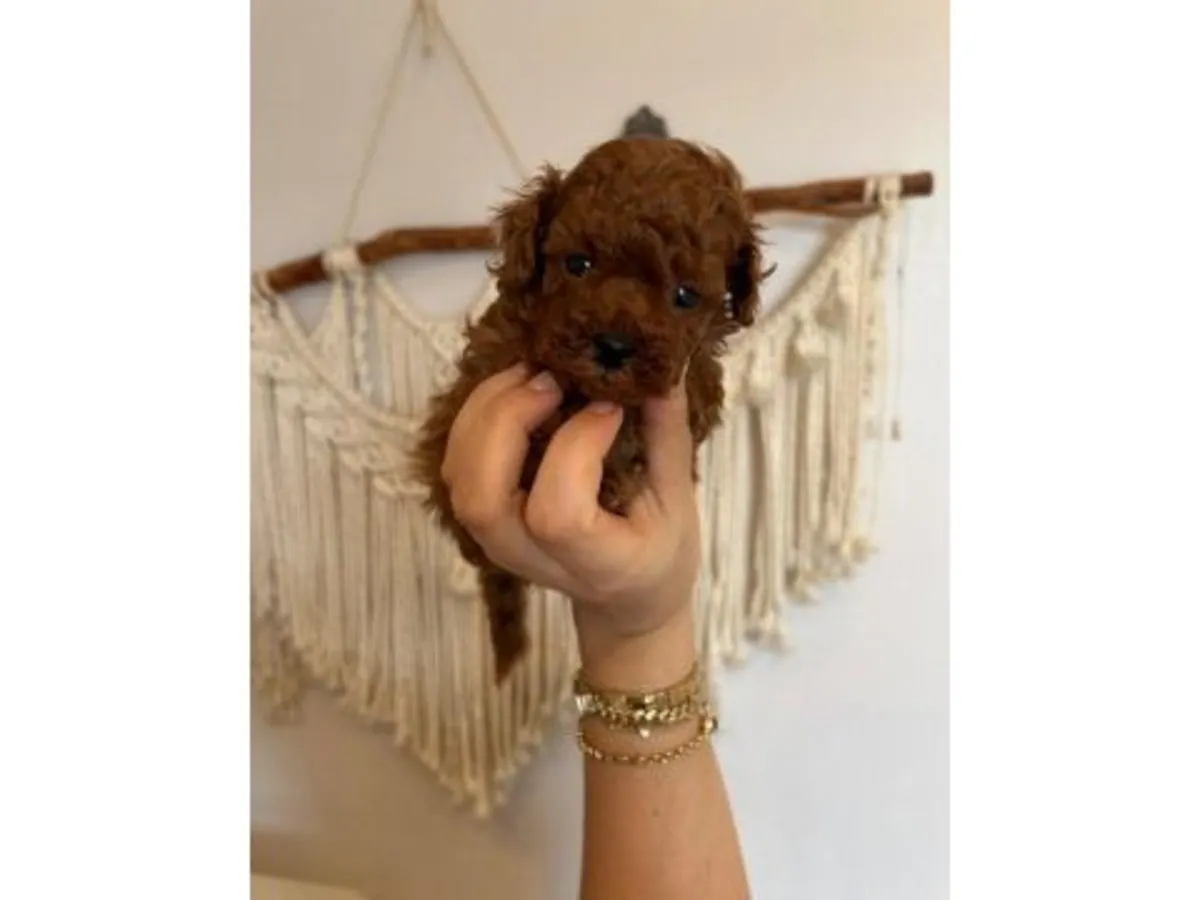 Toy Poodle hembra con carácter estable