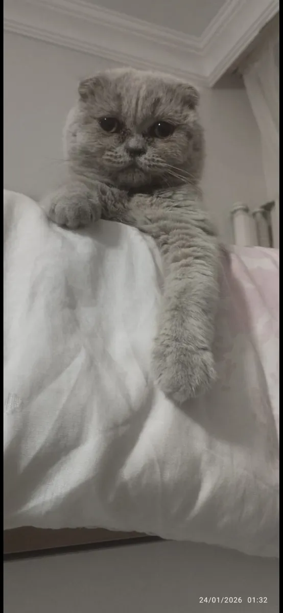 Cokuysal, chat écossais joueur et amical
