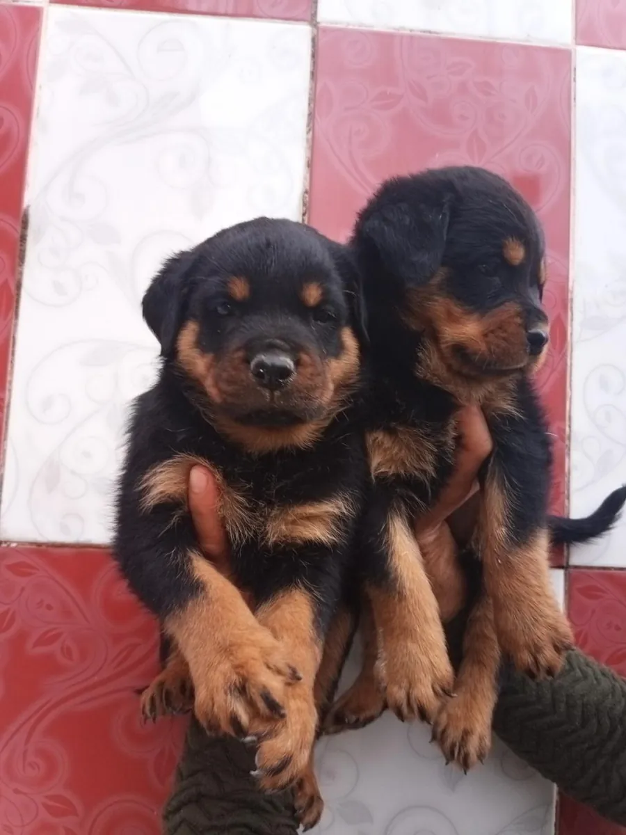 Chiots Rottweiler (mâles et femelles) gratuits