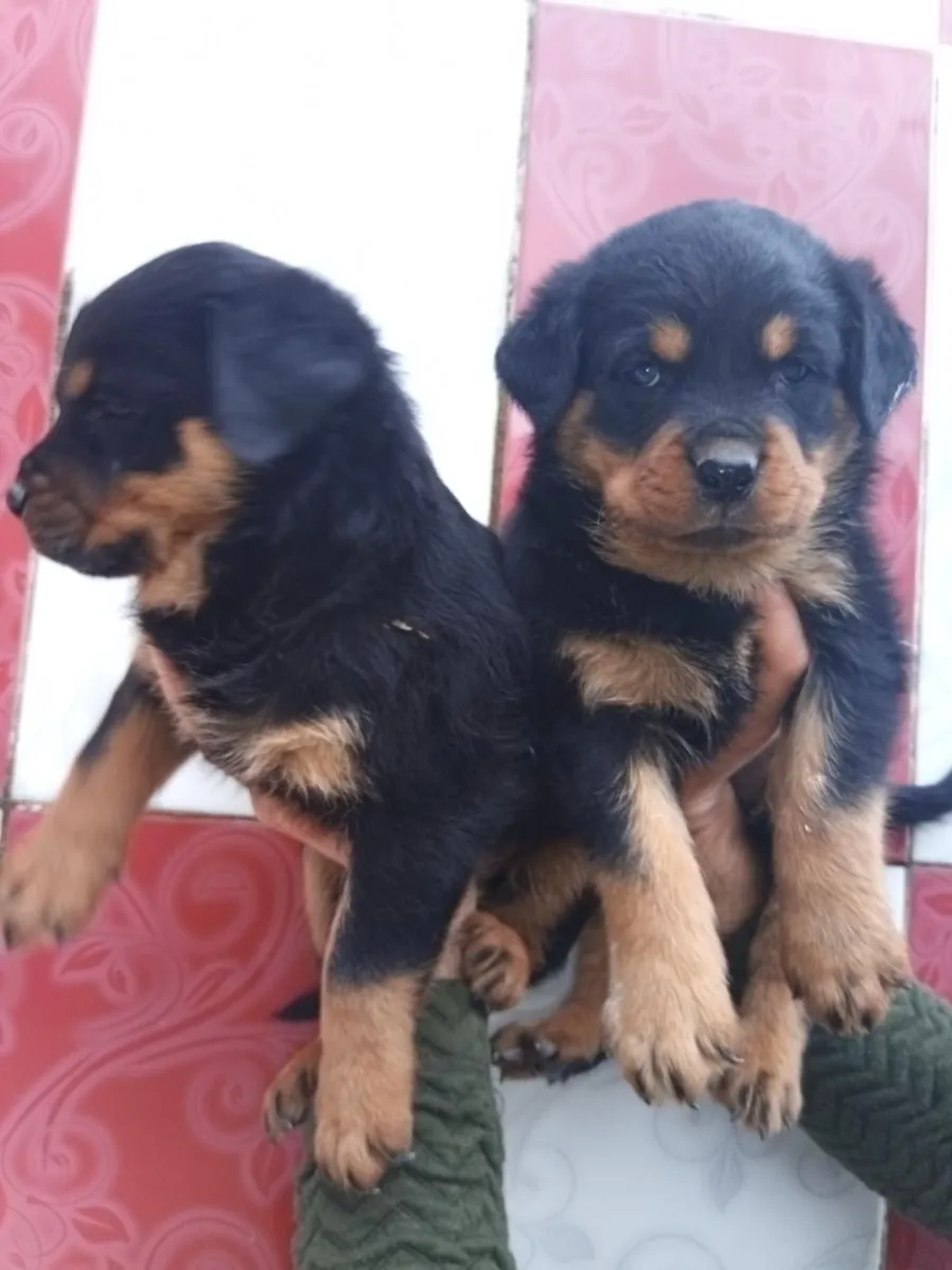 Chiots Rottweiler (mâles et femelles) gratuits